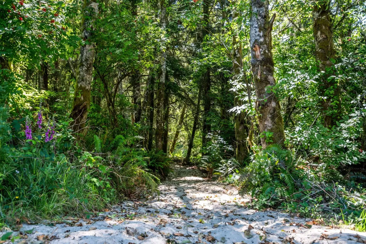 A lush, green pathway winds through wildflowers and dense foliage, offering a glimpse of the area’s vibrant plant life and inviting guests to wander and explore the natural surroundings.